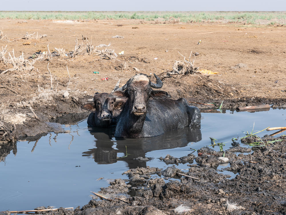 As water levels dropped in the marshlands this summer, the marsh water became too salty for the water buffalo to drink.