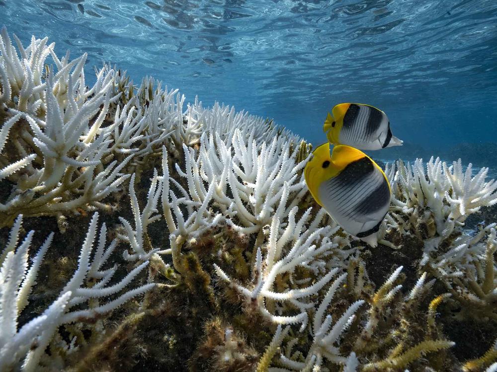 Corals, like these in French Polynesia, turn white as they bleach during marine heat waves. In a world with 2 degrees Celsius of warming, 99 percent of corals are expected to die off.