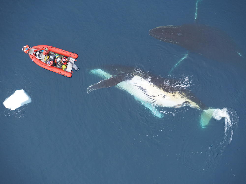 Scientists investigate a humpback whale by boat and by drone in the surface waters near the west Antarctic Peninsula.