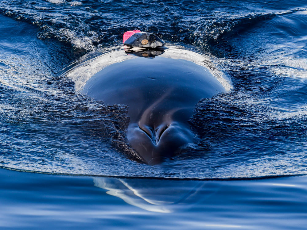 A minke whale tagged by a research team swims off the coast of Antarctica in 2019.