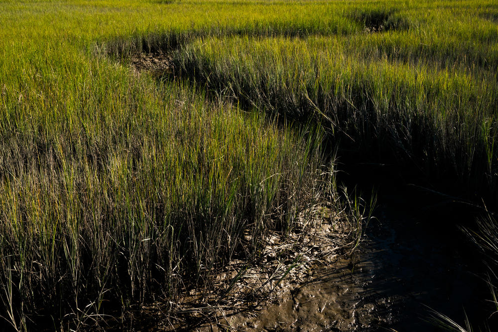 Salt marshes serve as natural barriers against flooding on the South Carolina coast, with one acre of marsh being capable of absorbing up to 1.5 million gallons of floodwater.