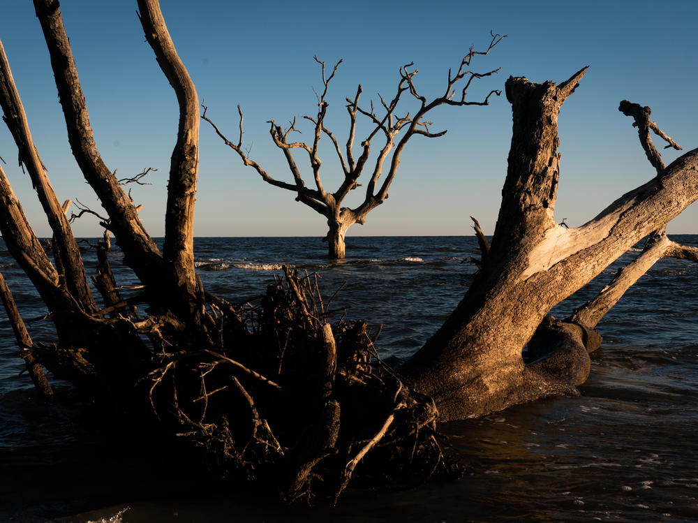 A ghost forest seen on Hunting Island, S.C.