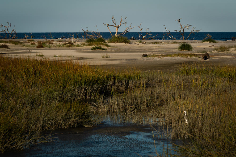 As sea levels rise and salt water seeps into previously unaffected coastal flora and salt marsh areas, the plants wither, and only the thickest parts of trees remain.