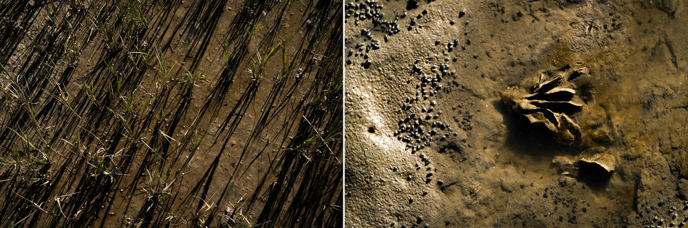 Oysters are seen in the salt marsh on Hunting Island, S.C. Oysters are a natural water filtration system, and their beds help protect against coastal flooding.