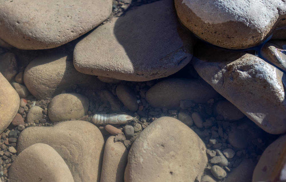 A critter sits in a dried up riverbed at Dolores River Canyon.