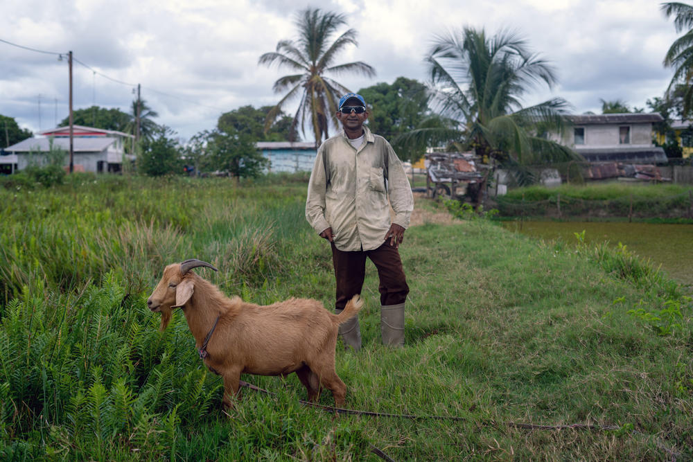Because of the flooding, Gagatnarine Ganpat had to move his animals to higher ground but still lost many of them from the shock of switching their feeding habits. He called the flood a 