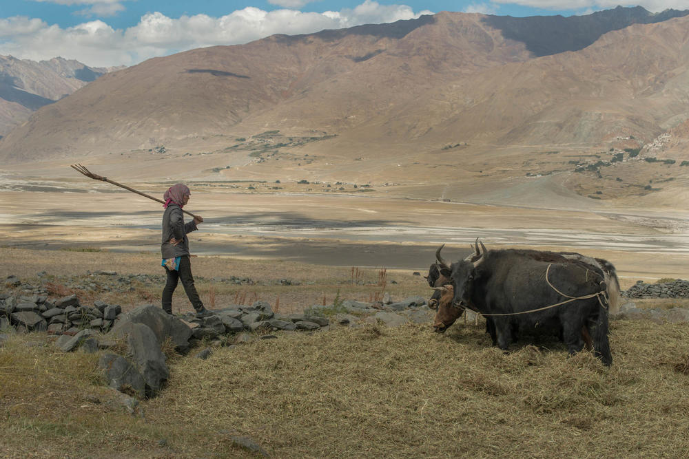 <strong>Zanskar, India:</strong> Lobzang Tsamo threshes barley at her family farm in her village in Zanskar, India. Due to water scarcity caused by receding Himalayan glaciers, villagers cannot support a large livestock herd to sustain farming activities. Farmers in the region are abandoning centuries-old sustainable farming practices, adopting fuel-intensive mechanized methods.