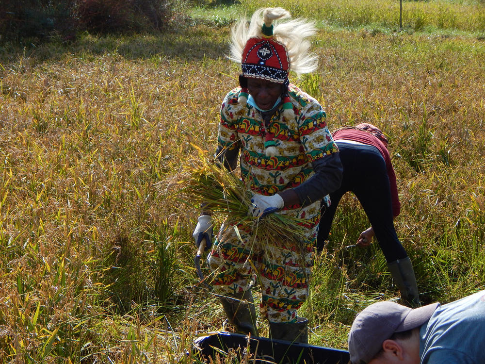 Nfamara Badjie performs for the rice harvesters on his farm north of New York City.