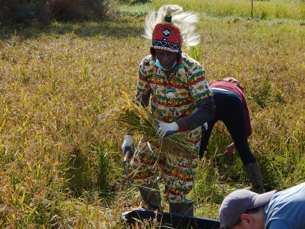 Nfamara Badjie harvests rice on his farm in the Hudson Valley.