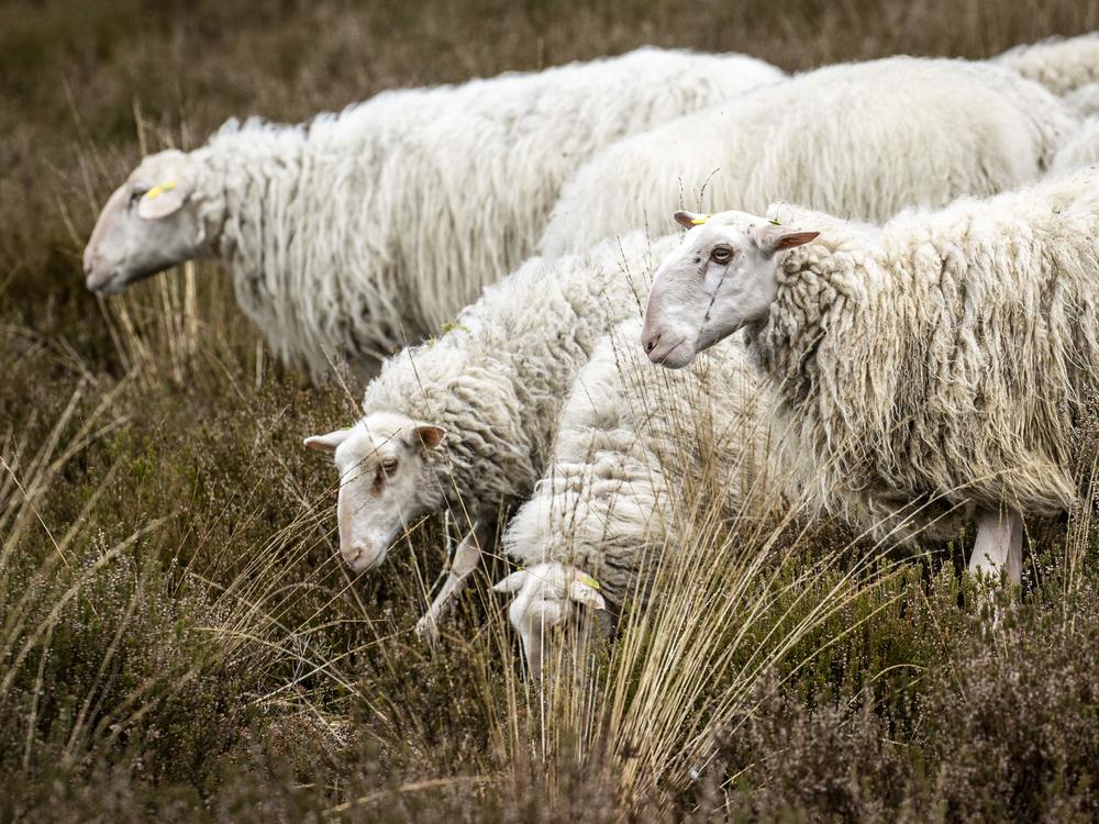These are not the sheikh's sheep.