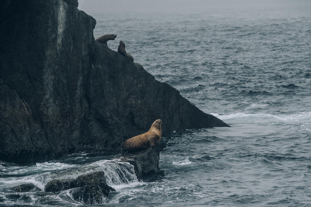 Steller sea lions rest on the rocks of Grotto Island in Kenai Fjords National Park, Alaska.