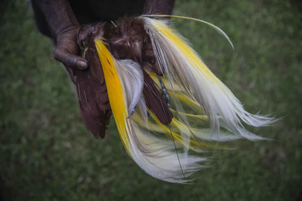 Jack Pombo, 41, from Trin village, holds a dead bird of paradise. He finds many dead birds when he goes to logging areas. 