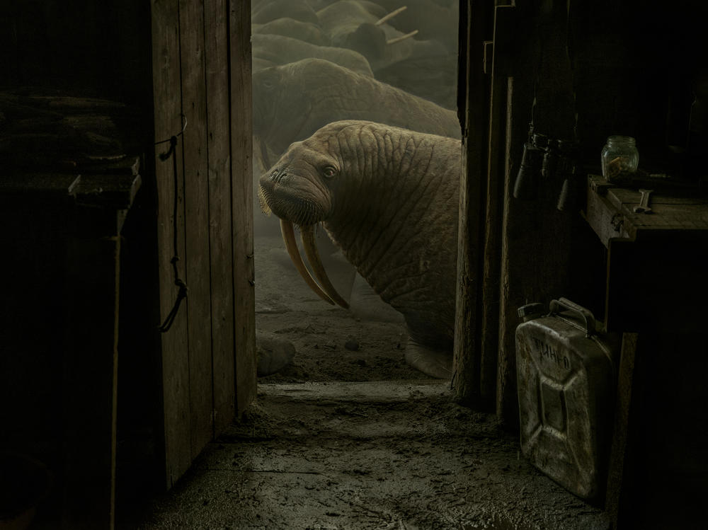 <strong>Chukotka, Russian Arctic. Oct., 2019:</strong> Walruses are outside Russian marine biologist Maxim Chakilev's hut where he lives during the summer season. It is located in the middle of the haul out. An estimated 100,000 Pacific walruses came out of the water to spend time on land.