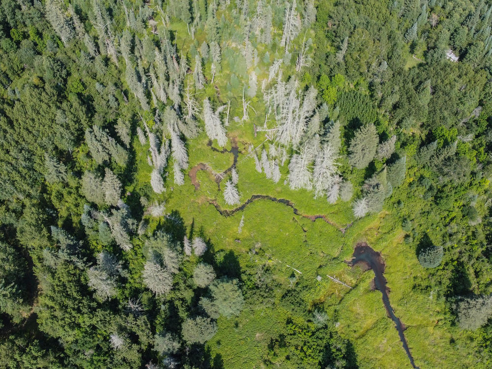 The rich pine forest surrounding Pine Lake Forest Road in Hubbard County, Minnesota. Hubbard County is located in the Heartland Lakes region of northern Minnesota. There were once nearly 150 fire towers standing guard over the state's forests as protection against unwanted fires. Today, only a handful of towers exist.