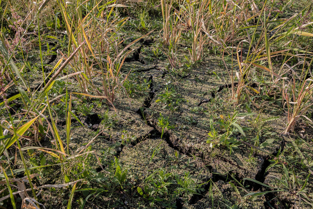 When dry, peat ignites easily and can burn for days, weeks, even years if smoldering underground. Peat fires can travel underground, making them infamously difficult to extinguish, as well as unpredictable and hard to control.