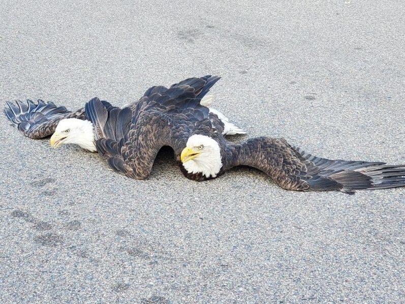 Two bald eagles entangled after a fight in Plymouth, Minnesota.