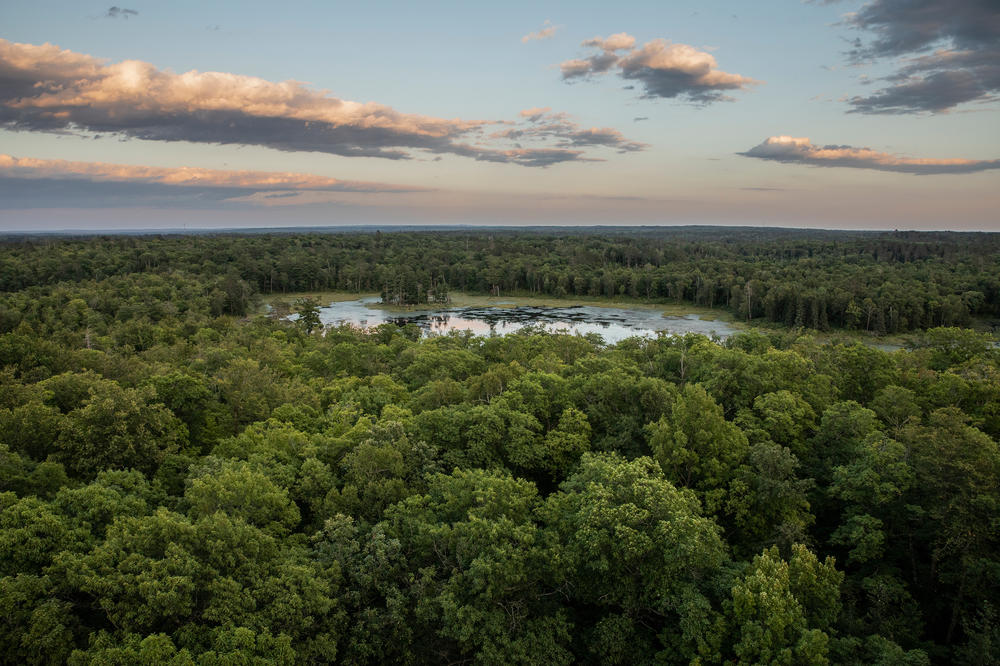 A bird's-eye view of the forests covering Itasca State Park from Aiton Heights Fire Tower, a popular attraction in the park. The tower is used to educate visitors about fire prevention and the forest.