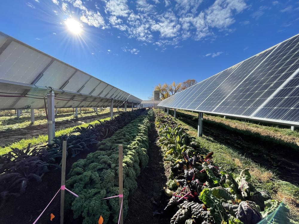 This year, the garden produced more than 8,000 pounds of produce, while the panels above generate enough power for 300 local homes.