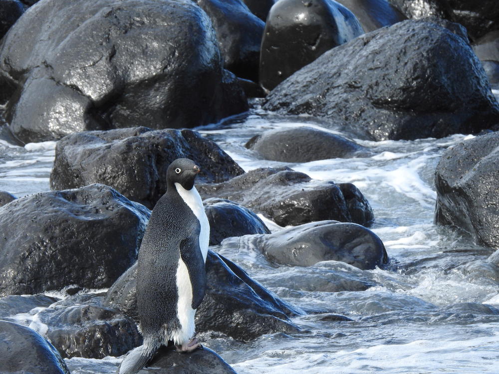 The adventurous Adélie penguin is seen on the coast of Banks Peninsula in New Zealand on Friday after travelling from its natural habitat in Antarctica.