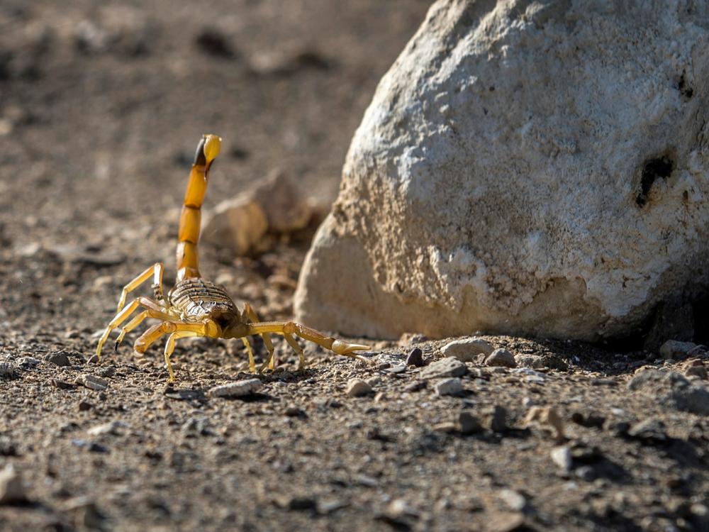 A scorpion is pictured at the Scorpion Kingdom laboratory and farm in Egypt's Western Desert, near the city of Dakhla in the New Valley, in February 2021.