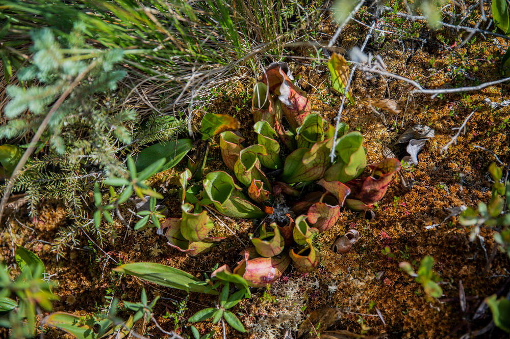Carnivorous pitcher plants grow in Big Bog. The plants attract and drown their prey with nectar. The Red Lake Peatlands have been called Minnesota's last true wilderness.