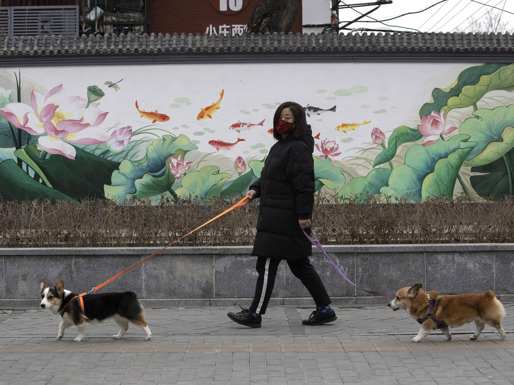 A resident walks her dogs in Beijing. Municipal authorities in the city of Shangrao apologized and posted a statement online saying that workers who killed a dog while its owner was away in quarantine had been fired.
