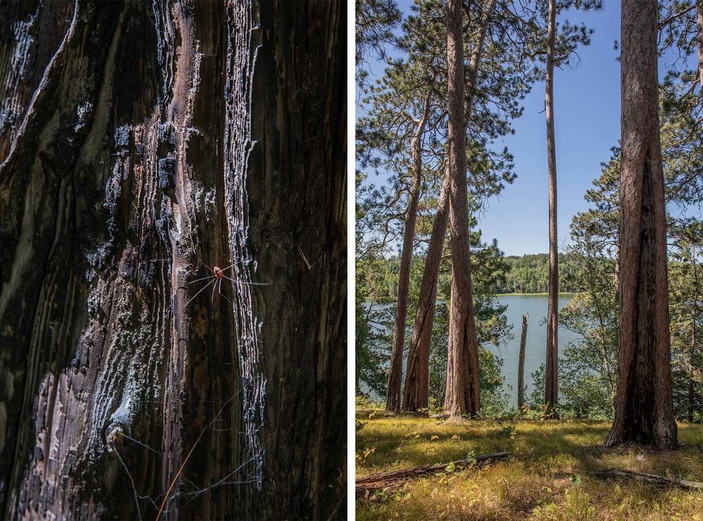 Fire scars remain on red pines in Preacher's Grove from a fire that burned through the park in the 1860s. Since fires were nearly eliminated from the park a century ago, trees such as spruce, fir and maple have been allowed to dominate the ecosystem instead of pines. The park now facilitates controlled burns as part of its forestry management techniques. This is Itasca State Park, Minnesota.