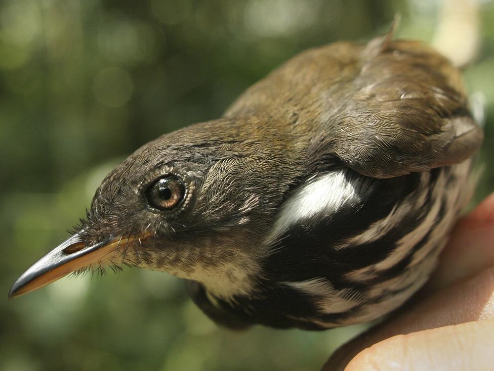 The ringed antpipit (corythopis torquatus) was among the 77 species examined in the recent study.