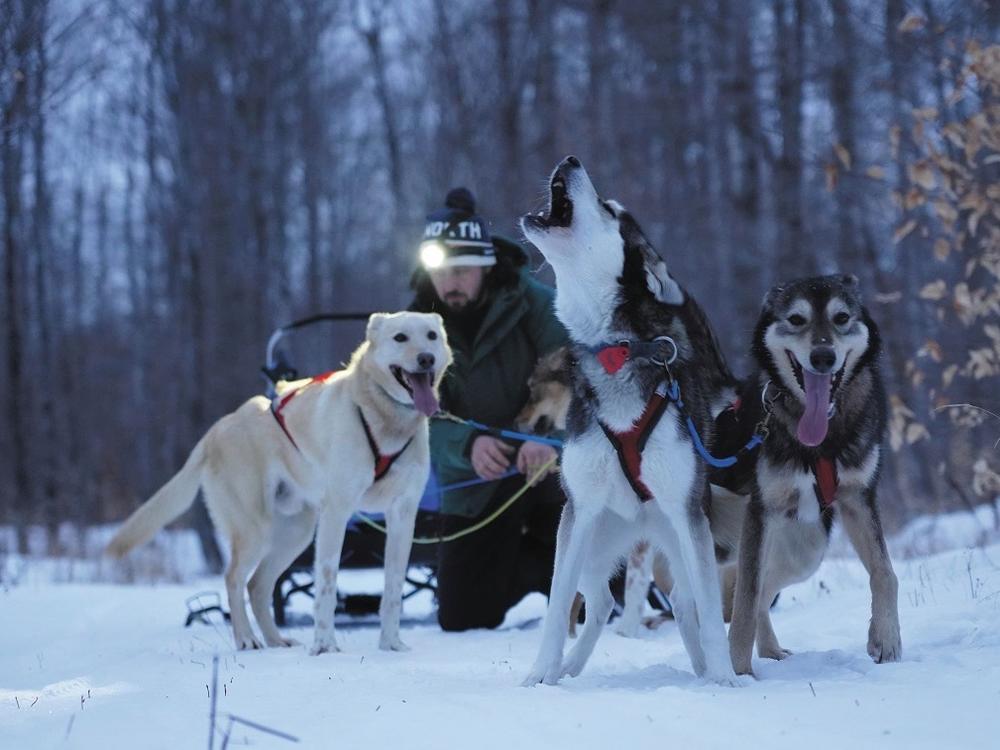 Braverman says the dogs she has at home are 