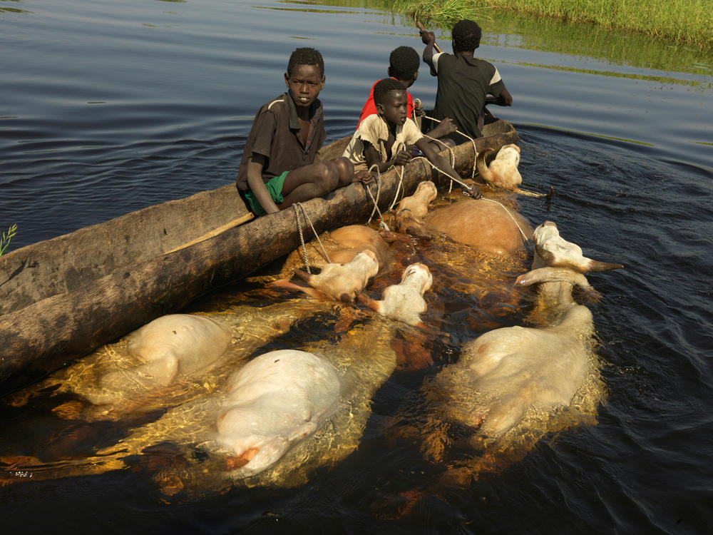 A family migrates to higher lands with their livestock. (November 2020)