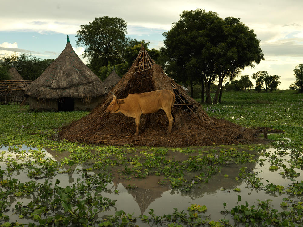 A cow feeds on the remains of a collapsed roof. (September 2021)