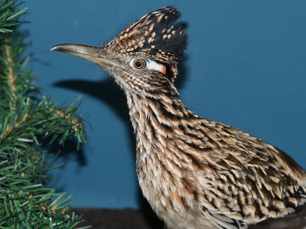 A roadrunner rests at Avian Haven, a bird rehab facility on Sunday in Freedom, Maine. The bird hitched a ride in the storage area of a moving van from Las Vegas.