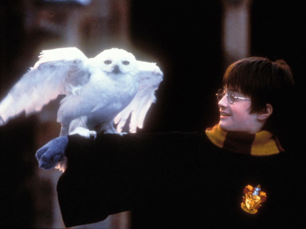 A young Daniel Radcliffe stars as Harry Potter in 