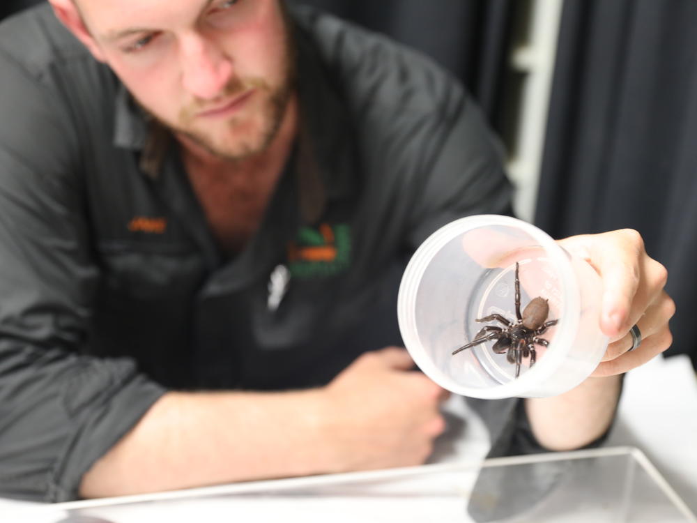 Spider keeper Jake Meney holds the 