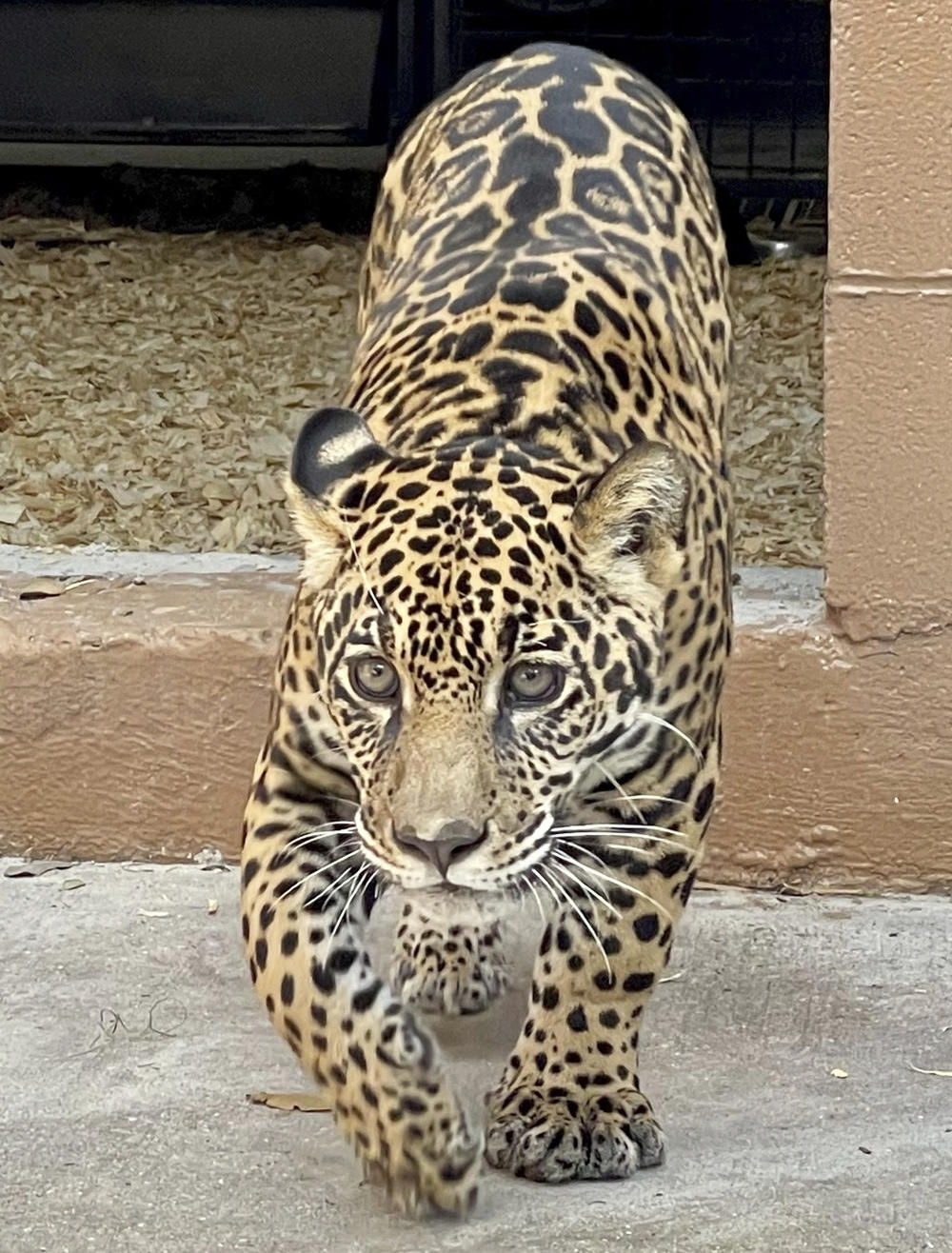 Officials from USFW asked the New Orleans Audubon Zoo to care for the cub because the zoo already has the experience and equipment to house jaguars.