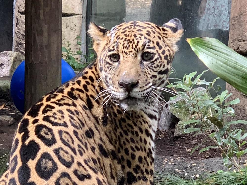 The New Orleans Audubon Zoo has taken in the 7-month-old jaguar that was rescued from wildlife trafficking. The jaguar was rescued by the U.S. Fish and Wildlife Service and the Association of Zoos and Aquariums.