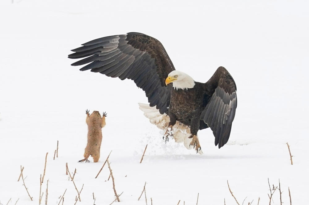 Alex Walker's Serian Creatures on the Land Award: <em>Ninja Prairie Dog!</em> (in the United States).