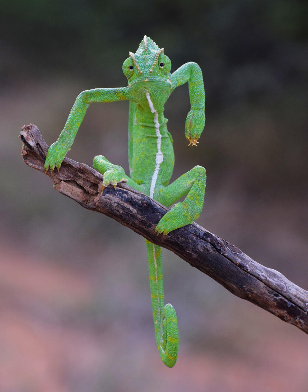 <em>The Green Stylist</em> (in Western Ghats, India).