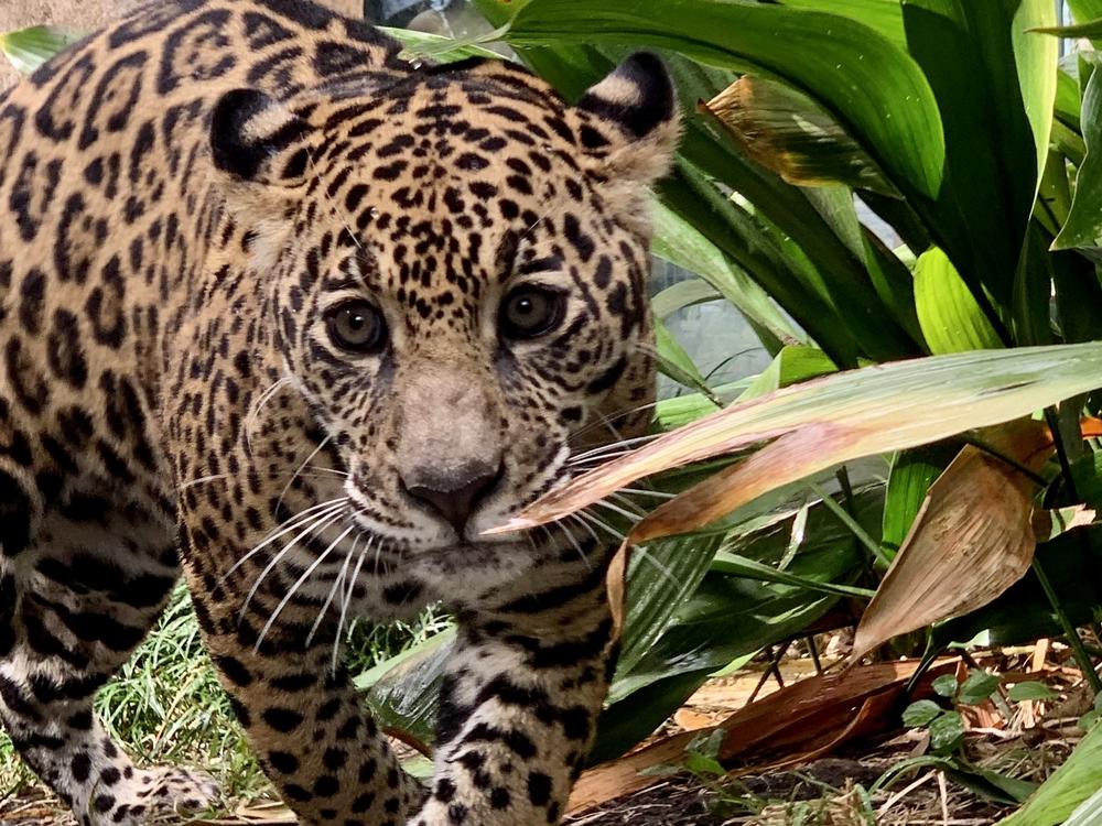 The 7-month-old cub arrived at the New Orleans Audubon Zoo on Oct. 14. Officials said they are waiting to learn more about her personality before giving her a moniker.