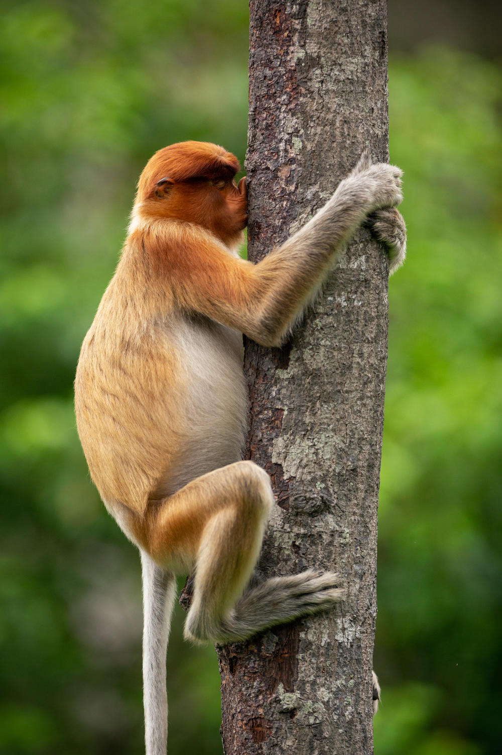 <em>Treehugger</em> (in Borneo).