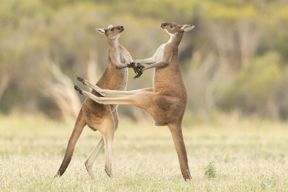 <em>Missed</em> (in Western Australia).