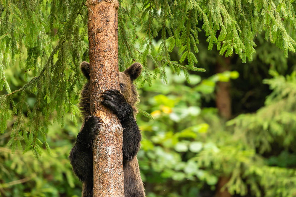 <em>Peekaboo</em> (in Romania).