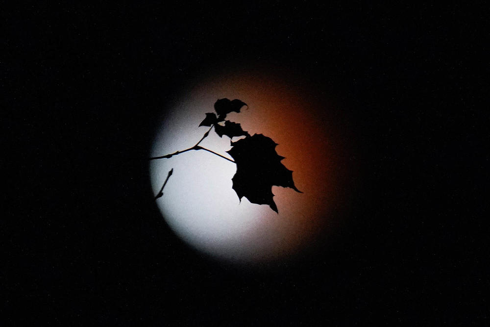 The leaves of a tree are seen with a partial lunar eclipse as a backdrop, Friday, Nov. 19, in Lutherville-Timonium, Md.
