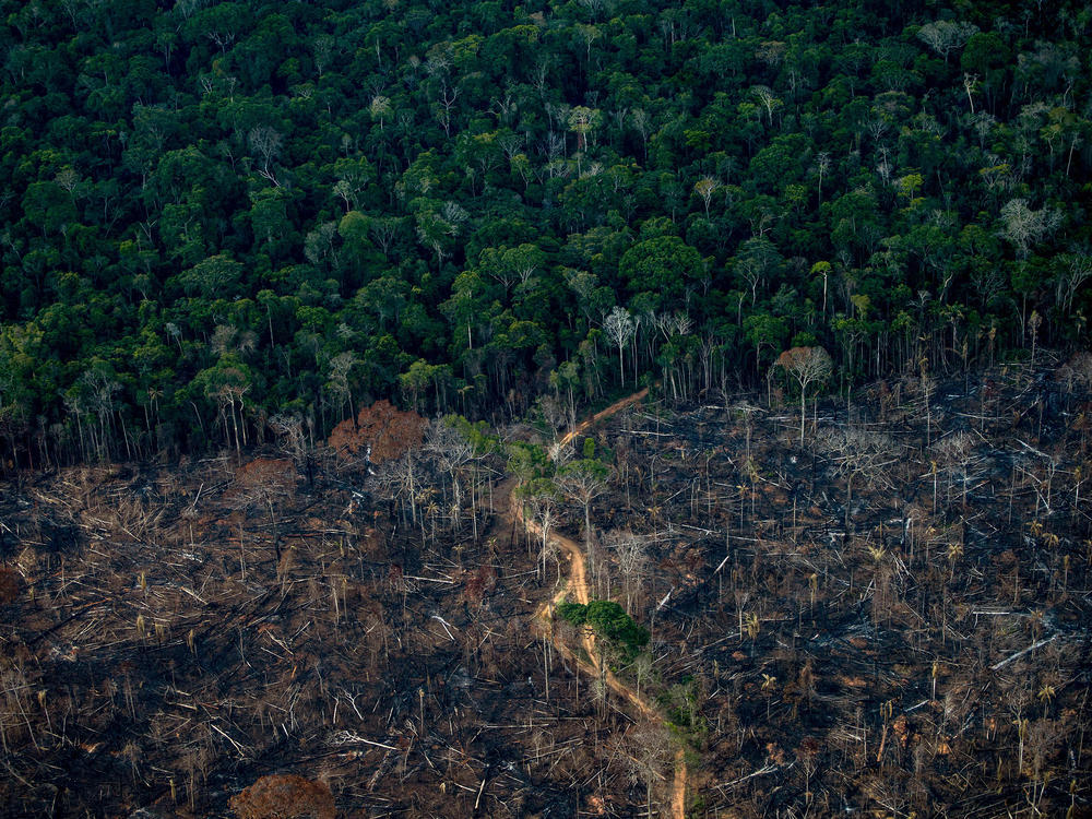 An aerial view shows a deforested area of Amazonia rainforest in Labrea, Amazonas state, Brazil, in September.
