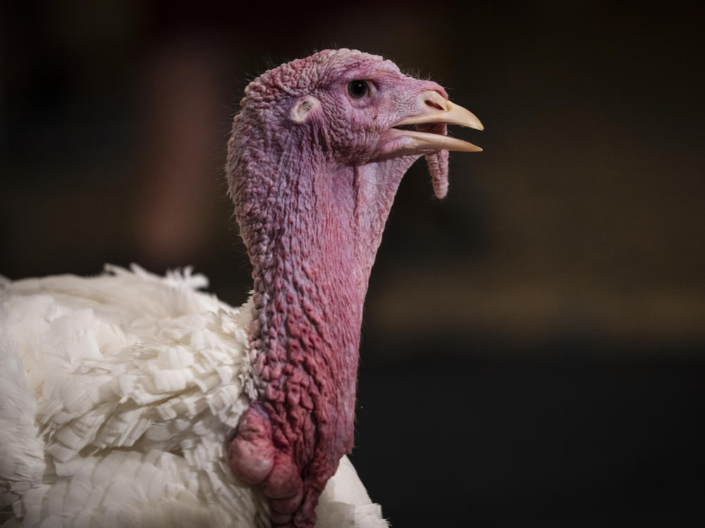 Peanut Butter, the National Thanksgiving Turkey, was pardoned during by President Joe Biden during a Friday ceremony at the White House.