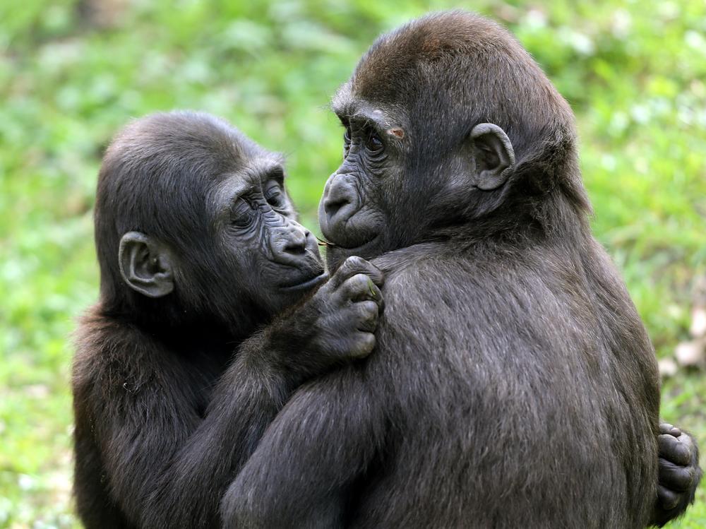 Lowland gorillas Jamila (L) and Suwedi cuddle in their enclosure at the zoo in Duisburg, western Germany.