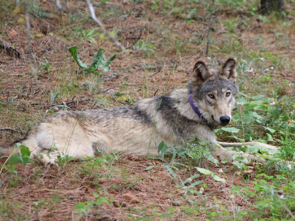 The Oregon-born wolf known as OR93 near Yosemite, Calif. in February 2021. The wolf thrilled biologists as it journeyed far south into California, but was found dead after apparently being struck by a vehicle.