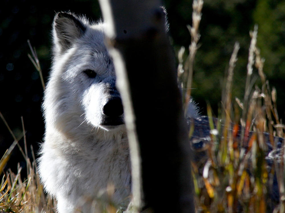 Gray wolf populations are recovering across many parts of the northern U.S. But the species, like many, are threatened by roadways and human development.