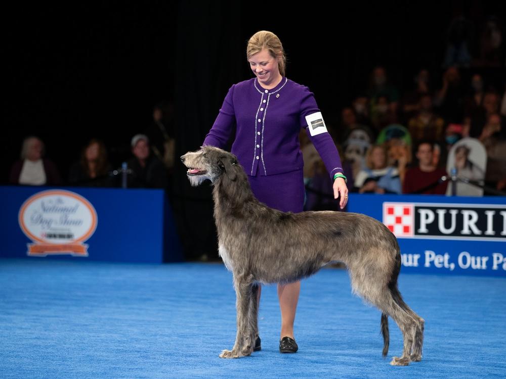 Best in show winner Claire the Scottish deerhound stands with her handler Angela Lloyd at the National Dog Show. Lloyd said Claire was 