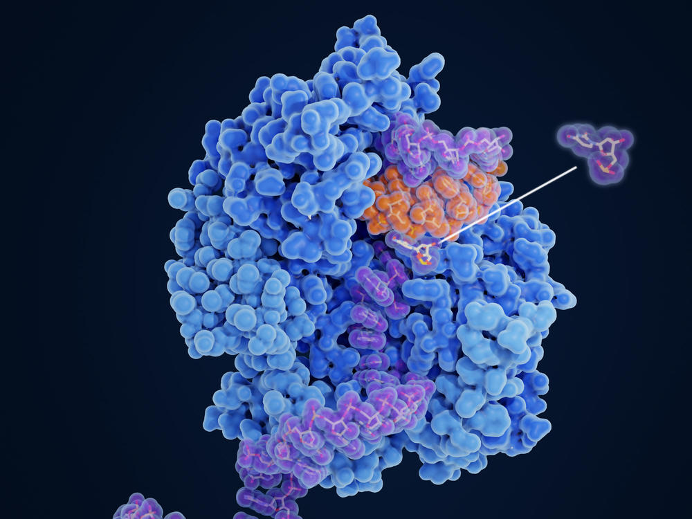 Molnupiravir impairs SARS-CoV-2 replication. The drug works by changing the order of the amino acids in the proteins it's making to build new viruses, so the proteins are defective — and the new viruses are unable to infect new cells or replicate.